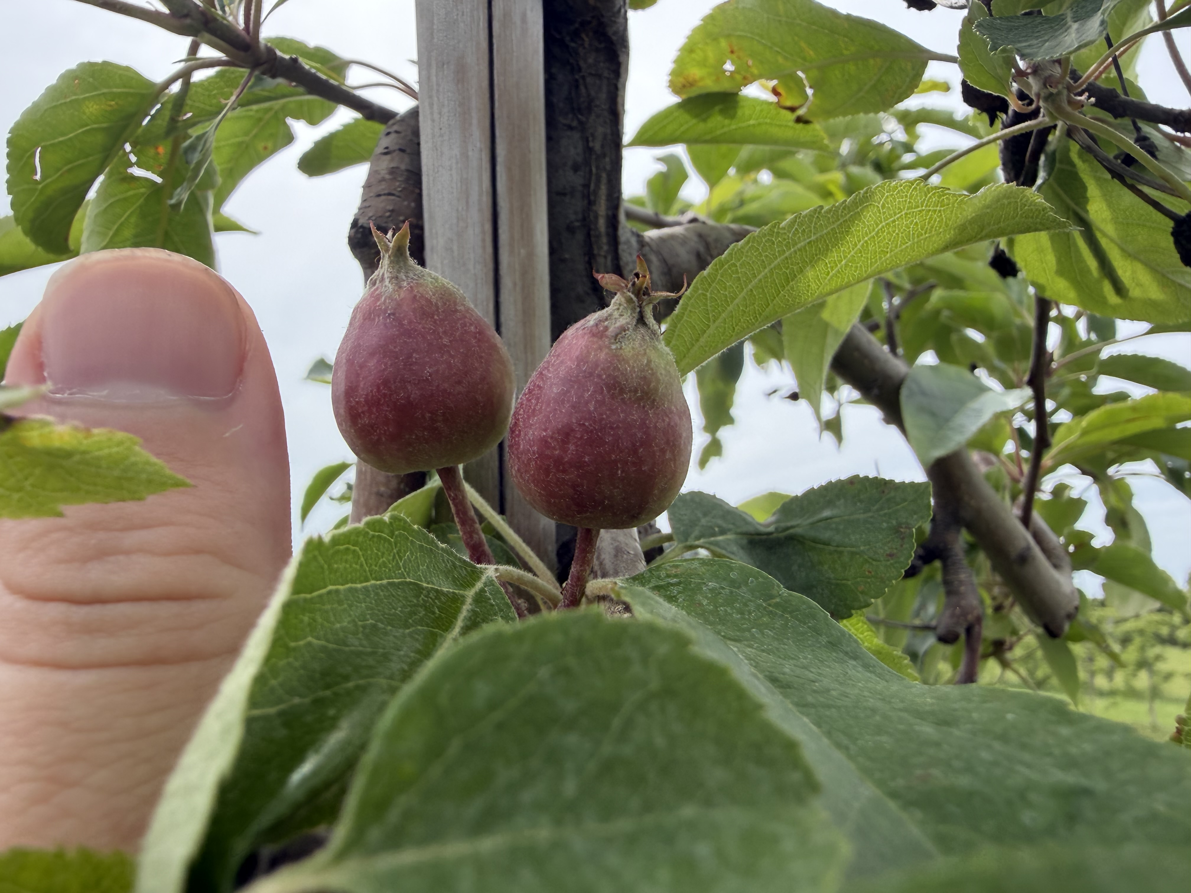 Two small unripe apple fruits 